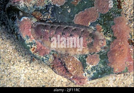 Polyplacophoran mollusk (Stenoplax sp.) aus Puerto Rico, der karibik. Stockfoto