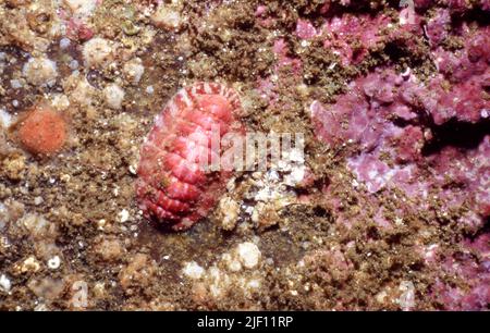 Nördlicher roter Chiton (Tonicella rubra) aus 10 m Tiefe, Hidra südwestlich von Norwegen. Stockfoto