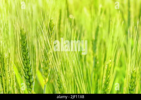 Wachstum Getreidefeld Landwirtschaft Weizen Hintergrund. Grüner Weizen wachsenden Feld Getreide Ohren von Gerste grün Roggen Getreide landwirtschaftlichen Hintergrund. Organisch Stockfoto