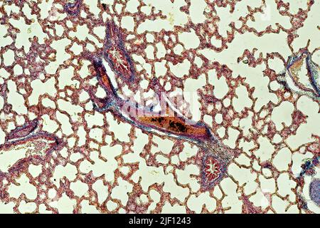 Querschnitt der Lunge mit Bronchiolen, Alveolen und Blutgefäßen sichtbar. Stockfoto