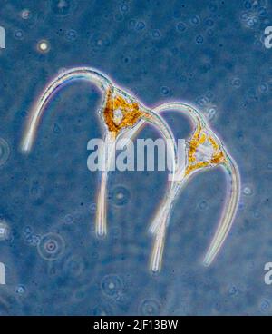 Planctonic dinoflagellates aus der Gattung Ceratium. Stockfoto