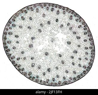 Querschnitt eines Monocot-Stammes mit deutlich sichtbaren Zellen und Gefäßelementen. Stockfoto