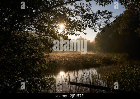 Wunderschöne Landschaft eines Teiches am frühen Morgen mit Sonne, die durch Äste guckt Stockfoto