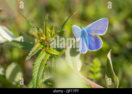 Gewöhnliches blaues (Polyommatus icarus) Schmetterlingsmännchen, das auf einer Pflanze in den Dünen mit offenen Flügeln ruht Stockfoto