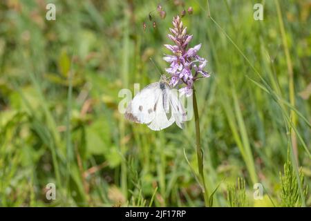 Großer weißer Schmetterling (Pieris brassicae), der Nektar aus der Gemeinen Orchidee (Dactylorhiza fuchsii) extrahiert Stockfoto