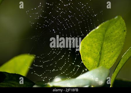 Am Morgen tropft Wasser auf das Spinnennetz mit leuchtendem Sonnenlicht. Stockfoto