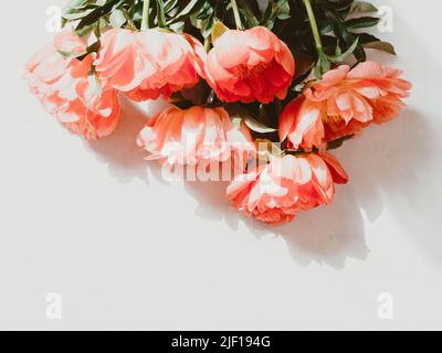 Bouquet von korallenfarbenen Pfingstrosen im Sonnenlicht auf weißem Hintergrund. Blumenstrauß aus der Nähe, Draufsicht, flaches Lay, Kopierraum Stockfoto