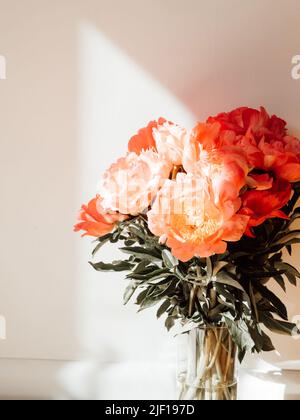 Bouquet von korallenfarbenen Pfingstrosen im Glas in Sonnenlicht auf weißem Hintergrund. Blumenstrauß aus der Nähe, Platz kopieren Stockfoto