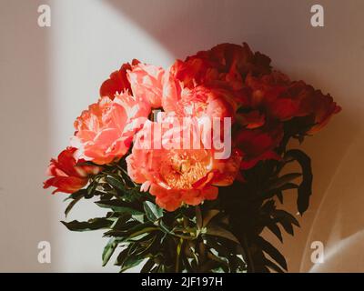 Bouquet von korallenfarbenen Pfingstrosen im Glas in Sonnenlicht auf weißem Hintergrund. Blumenstrauß aus der Nähe, Platz kopieren Stockfoto