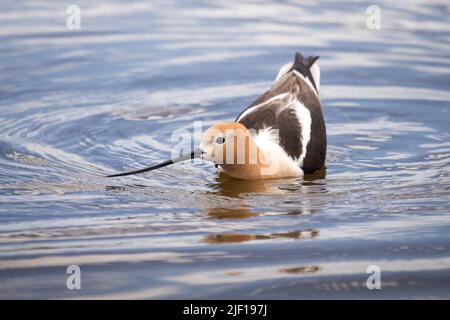 American Avocet waten im Wasser am Alkali Lake in Cody, Wyoming Stockfoto