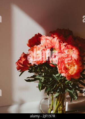 Bouquet von korallenfarbenen Pfingstrosen im Glas in Sonnenlicht auf weißem Hintergrund. Blumenstrauß aus der Nähe, Platz kopieren Stockfoto