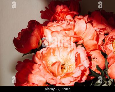 Bouquet von korallenfarbenen Pfingstrosen im Glas in Sonnenlicht auf weißem Hintergrund. Blumenstrauß aus der Nähe, Platz kopieren Stockfoto