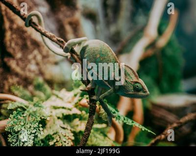 Nahaufnahme des Chameleon. Bunte schöne Chamäleon Nahaufnahme Reptil mit bunten hellen Haut. Exotisches Tropisches Haustier Stockfoto