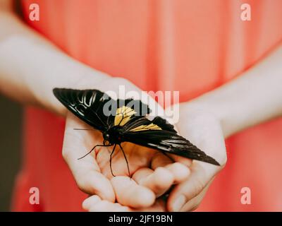 Farbenfroher Schmetterling in Kinderhände, Nahaufnahme Stockfoto