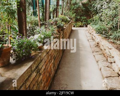 Betonweg in einem großen Gewächshaus mit einer alten Ziegelmauer und verschiedenen Pflanzen Stockfoto