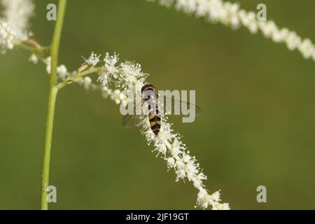 Nahaufnahme der weiblichen Schwebfliege Meliscaeva auricollis, Familienschwebfliegen (Syrphidae) auf Blüten von Goatsbeard (Aruncus dioicus). Rosenfamilie (Rosaceae). Juni Stockfoto