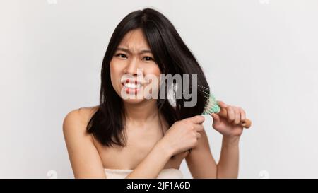 Wütend japanische Dame mit Problem der dicken Haare, während mit Haarbürste, Kämmen Haare über weißem Hintergrund, Panorama Stockfoto