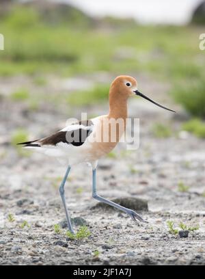 American Avocet Wandern am Ufer des Alkali Lake in Cody, Wyoming Stockfoto