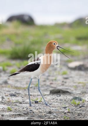 American Avocet Wandern am Ufer des Alkali Lake in Cody, Wyoming Stockfoto