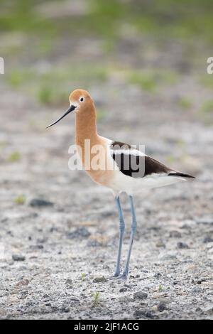 American Avocet Wandern am Ufer des Alkali Lake in Cody, Wyoming Stockfoto