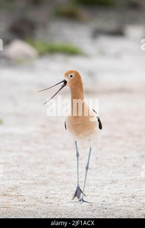 American Avocet Wandern am Ufer des Alkali Lake in Cody, Wyoming Stockfoto