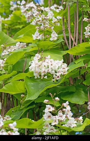 Blühender Bohnenbaum, Catalpa, im Sommer Stockfoto