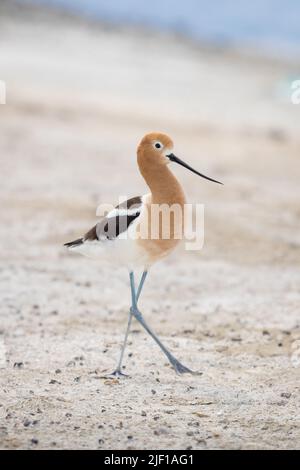 American Avocet Wandern am Ufer des Alkali Lake in Cody, Wyoming Stockfoto