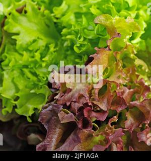 Pflücken Sie Salat aus nächster Nähe Stockfoto