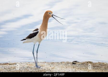 American Avocet Wandern am Ufer des Alkali Lake in Cody, Wyoming Stockfoto