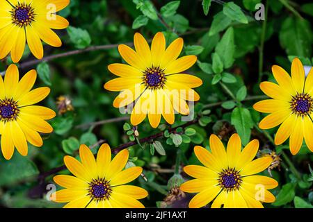 Die Blütenköpfe von Osteospermum Erato, Osteospermum Cape Daisy, Serenity Blue Eyed Beauty, gelbe Blütenblätter mit blau/lila Zentrum ‘Augen’.