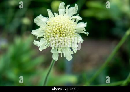 Der Blütenkopf von Scabiosa caucasica Perfecta Alba Stockfoto