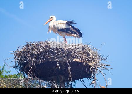 Der Storch (lateinischer Name: Ciconia) steht an einem sonnigen Sommertag auf seinem Nest Stockfoto