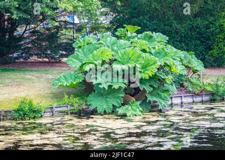 Dekorativer Strauch mit großen Blättern entlang der Uferpromenade. Der Name ist Gunnera manicata, auch bekannt als Giant Rhabarb. Stockfoto