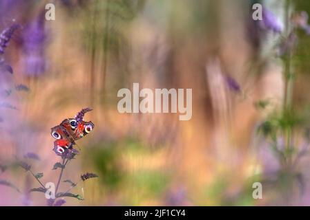 Europäischer Pfauenschmetterling, Aglais io, füttert Nektar auf Pfefferminzblüten Stockfoto