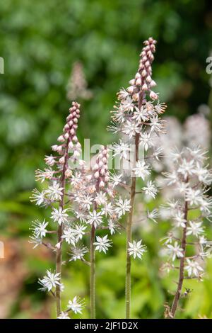 Nahaufnahme von blühenden Blattschäumen (Tiarella cordifolia) Stockfoto