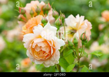 Rosa Grace „Auskeppy“ Stockfoto