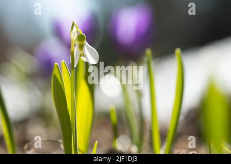 Galanthus nivalis oder gewöhnlicher Schneeglöckchen - Nahaufnahme einer blühenden weißen Blume im frühen Frühjahr im Garten Stockfoto