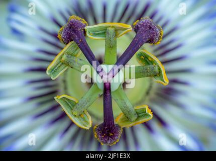 Passiflora. Die blaue oder blaue Kronenpassionblume. Selektiver Fokus auf die Teile der Blüte Eierstock, Stigma, Stil und Anther. Stockfoto