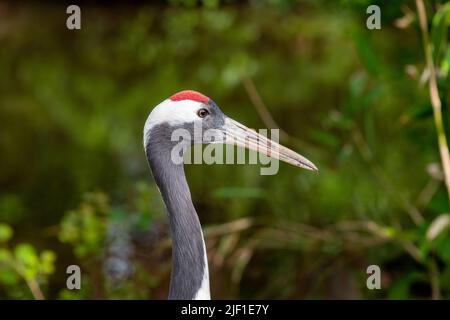 Kopfschuss eines rotkronenkrans (grus japonensis) in einem Zoo Stockfoto