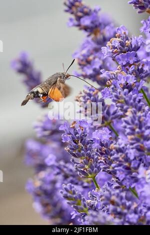 Kolibri Hawk Moth füttert Lavendelblüten Stockfoto