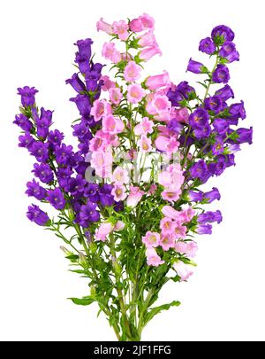 Campanula mittlere Blüten isoliert auf weißem Hintergrund. Bouquet von Canterbury Glocken oder Glockenblume Stockfoto