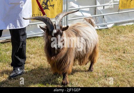 Braune langhaarige Pygmäenziege, die bei einer County Show an roter Leine im Ring geführt wird Stockfoto