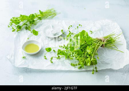 Winterpursloan, indischer Salat, gesundes grünes Gemüse für rohe Salate und Kochen mit Olivenöl und Salz. Claytonia perfoliata Stockfoto