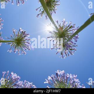 Low-Winkel-Ansicht der Blume von Agapanthus gegen blauen Himmel. Stockfoto