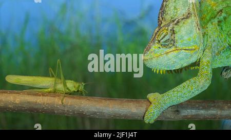 28. Juni 2022, Oblast Odessa, Ukraine, Osteuropa: Nahaufnahme, Ältere hellgrüne Chamäleons jagen auf Grasshopper. Verhülltes Chamäleon (Chamaeleo calyptratus) und Great Green Bush-Cricket (Bild: © Andrey Nekrasov/ZUMA Press Wire) Stockfoto