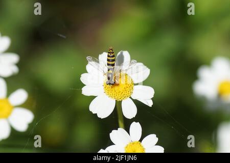 Weibliche Schwebefliege Sphaerophoria, Familie Syrphidae auf Blüte der Feverfew (Tanacetum parthenium), Familie Asteraceae. Juni, holländischer Garten. Stockfoto