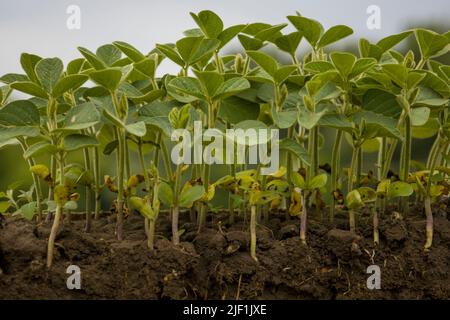 Junge Triebe von Sojabohnen mit Wurzeln. Unscharfer Hintergrund. Stockfoto