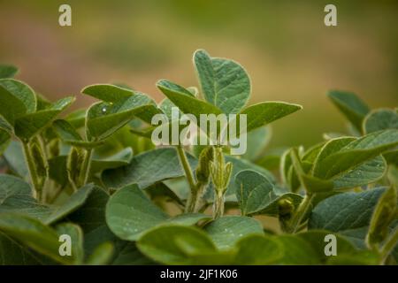 Junge Sojabohnen hinterlassen einen verschwommenen Hintergrund. Stockfoto