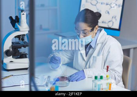 Ernsthafte junge indische Biologin in Labormantel und OP-Maske, die mit dem Mikroskop am Tisch sitzt und Petrischale verwendet, während sie Bakterien untersucht Stockfoto