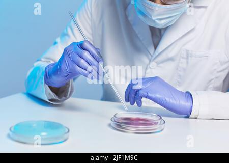 Nahaufnahme eines nicht erkennbaren Mikrobiologen mit Schutzmaske und Handschuhen, die am Tisch sitzen und Bakterienproben aus der Petrischale entnehmen Stockfoto